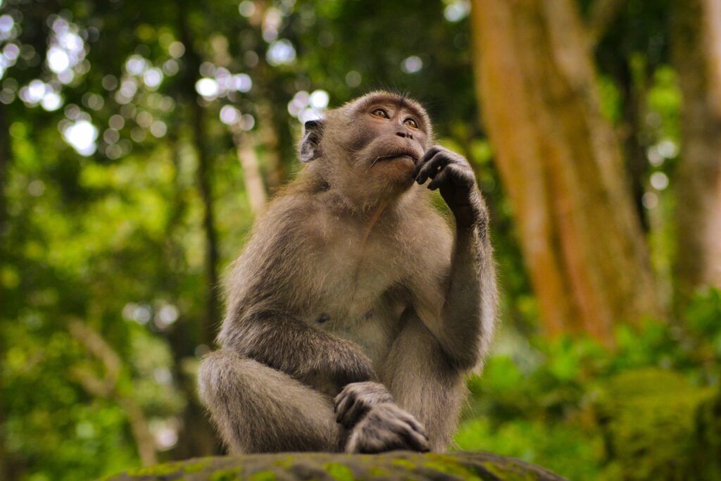 Monkey sitting in the thinking man's pose